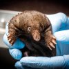 Mládě ježury australské v Zoo Praha při prvním vážení mělo přesně 244 gramů. Pohlaví prozatím není možné určit. Foto Miroslav Bobek, Zoo Praha 
