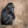 Samice gorily nížinné Kamba je v Pavilonu goril nejstarší. Foto: Miroslav Bobek, Zoo Praha