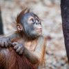 Matka Mawar v samostatném pohybu malého Pustakawana podle chovatelů velmi podporuje. Autor: Miroslav Bobek, Zoo Praha 