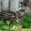 Tapíří samička Jasmína se narodila 29. dubna. Na fotografii je jako dvoutýdenní mládě se svou matkou Taluen. Foto Miroslav Bobek, Zoo Praha