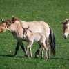 Hřebečka, který se narodil v pondělí klisně Rosině, na snímku doprovází i roční Yzop. Foto: Miroslav Bobek, Zoo Praha