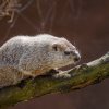Samec sviště lesního, který dnes žije v Zoo Praha, přišel do zoologické zahrady už jako dospělý v roce 2012. Protože se ale v lidské péči dožívají obvykle deseti let, jde podle chovatelů už o opravdového veterána. Autor: Petr Hamerník, Zoo Praha