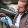 Zoo Praha nově umožní návštěvníkům sledovat v expozici Darwinův kráter pravidelné vážení malé ježury australské. Autor: Václav Šilha, Zoo Praha 