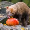 Autor: Petr Hamerník, Zoo Praha