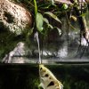 Stříkoun lapavý využívá svou ústní dutinu jako vodní pistoli a tenkým proudem vody dokáže ulovit mouchu v letu. Autor: Petra Hamerník, Zoo Praha 