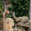 Pro slony indické představuje speciální zmrzlina nejen potravní zpestření, ale také zábavu a rozptýlení. Foto Petr Hamerník, Zoo Praha