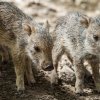 Jde již o deváté a desáté mládě narozené v Zoo Praha. Aktuálně skupina pekariů Wagnerových čítá jedenáct jedinců. Autor: Petr Hamerník, Zoo Praha 