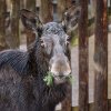Jehličnany chutnají i losům, jejich komentované krmení proběhne v 12.30. Foto Petr Hamerník, Zoo Praha