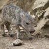 Pohlaví čerstvého mláděte pekariho Wagnerova budou znát chovatelé zhruba za tři týdny. Rodiče se o něj zatím vzorně starají a návštěvníci jej mohou vidět většinu dne s celou skupinou ve venkovním výběhu. Autor: Petr Hamerník, Zoo Praha 