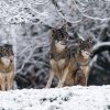 Foto Petr Hamerník, Zoo Praha