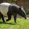 Autor: Petr Hamerník, Zoo Praha 