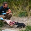 Zoo Praha v rámci kampaně Pražští ďábli pomáhají tasmánským čertům nabízí návštěvníkům i večerní zážitkové krmení s výkladem chovatele Davida Valy. Autor: Petr Hamerník, Zoo Praha 