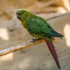 Kogny jižní mohou návštěvníci Zoo Praha nově pozorovat v průchozí voliéře Rákosova pavilonu. Autor: Petr Hamerník, Zoo Praha 