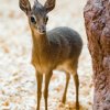 Historicky první mládě dikdika Kirkova narozené v Zoo Praha. Autor: Petr Hamerník, Zoo Praha 