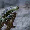 Varani Salvadoriovi tráví většinu života v korunách stromů, kde se pohybují s překvapivou hbitostí. Foto Petr Hamerník, Zoo Praha