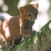 Koťata narozená v prvním červencovém týdnu jsou teprve sedmým a osmým přírůstkem v historii Zoo Praha. Jejich pohlaví zatím není známé. Foto Petr Hamerník, Zoo Praha