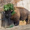Bizoni vánoční stromky rádi vyhazují do výšky. Foto Petr Hamerník, Zoo Praha