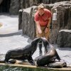 Během 94. výroční slavnosti Zoo Praha proběhne také sváteční trénink lachtanů. Na snímku je vedle vrchního chovatele Jakuba Mezeie samice lachtana jihoafrického Ronja (vlevo) a Daisy (vpravo). Foto Petr Hamerník, Zoo Praha
