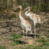Pohlavně jeřábi dospějí v sedmi letech, v lidské péči se pak dožívají okolo šedesáti. Foto Petr Hamerník, Zoo Praha