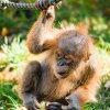 Téměř roční sameček orangutana sumaterského Kawi poprvé ochutnává podzimní listí, které padá do venkovního výběhu. Autor: Petr Hamerník, Zoo Praha