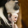 Sněhobílé zbarvení mohou návštěvníci pozorovat již jen několik týdnů, mládě se brzy začne zbarvovat do šeda. Foto Petr Hamerník, Zoo Praha