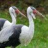 Jeřáb laločnatý ze Zoo Praha na svého adoptivního rodiče či sponzora stále čeká. Autor Petr Hamerník