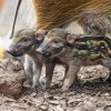 Skořicově hnědá samice Jasna se o své potomky pečlivě stará. Foto Petr Hamerník, Zoo Praha
