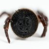 Na výstavě sklípkanů budou moci lidé pozorovat desítky druhů pavouků včetně bizarních sklípáků Cyclocosmia latusicosta připomínajících sušenky Oreo. Foto Petr Hamerník, Zoo Praha