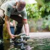 Zoo Praha má nově devět jedinců kriticky ohrožených batagurů bengálských. Batagury dnes vypustil do jejich expozice v pavilonu Čambal kurátor plazů Petr Velenský. Autor: Petr Hamerník, Zoo Praha 