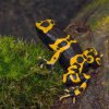 Jednou z ikonických žab s velmi výrazným zbarvením, které uvidíte na výstavě v Zoo Praha, bude i druh s názvem Dendrobates leucomelas. Foto: Vít Lukáš, Zoo Praha.