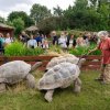 Když jde o melouny, umí želvy vyvinout překvapivou rychlost. Foto Oliver Le Que, Zoo Praha