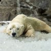 Ze studeného pelechu mají velkou radost zejména lední medvědi Gregor a Aleut. Foto Oliver Le Que, Zoo Praha