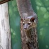 Fosy umí šplhat hlavou dolů, a dokonce běhat ve větvích stromů po spirálách. Foto Oliver Le Que, Zoo Praha