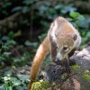 Autor: Oliver Le Que, Zoo Praha 