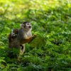 Mladší mládě samice Maly zatím tráví nejvíce času spánkem. Foto: Oliver Le Que, Zoo Praha