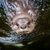 Nová samice vydry hladkosrsté tráví oproti samci hodně času ve vodě. Má rovněž výraznější hlasový projev. Foto Oliver Le Que, Zoo Praha