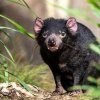 Ďábli medvědovití jsou největšími masožravými vačnatci na světě. V zoologických zahradách jsou ďáblové opravdovou vzácností, Tasmánie totiž své odchovy poskytuje jen pečlivě vybraným zoo špičkové úrovně. Foto Oliver Le Que, Zoo Praha