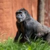 Foto: Oliver Le Que, Zoo Praha