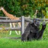Venkovní výběh Rezervace Dja nabízí jedinečný pohled na gorily, navíc s africkými kopytníky v pozadí. Na snímku je nejstarší gorila v Zoo Praha, oblíbená „babička“ skupiny Kamba. Foto Oliver Le Que, Zoo Praha