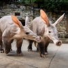 Nový pár hrabáčů, vlevo samice Sabi, napravo samec Draco, si hned při prvním společném setkání očividně porozuměl. Foto Oliver Le Que, Zoo Praha