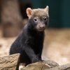 Mláďata psů pralesních jsou výrazně tmavší než dospělci. To jim v přírodě pomáhá lépe se skrýt v porostu vegetace. Foto Oliver Le Que, Zoo Praha