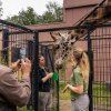 Vrchní chovatel kopytníků Aleš Doležal (na snímku nalevo) se jel na Finna do Nizozemska podívat osobně. Zde dokumentuje důležitý postup veterinárního tréninku tak, aby na něj mohl v Praze navázat. Foto Oliver Le Que, Zoo Praha