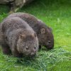 Foto Oliver Le Que, Zoo Praha