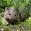 Vombat obecný Cooper je jediným zástupcem těchto vačnatců v Česku. Zoo Praha chová jeho tasmánský poddruh. Foto Oliver Le Que, Zoo Praha