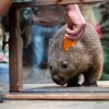 Batáty patří k nejoblíbenějším složkám jídelníčku vombatů v pražské zoo. Právě na tuto pochoutku láká chovatel David Vala samici Winkleigh k veterinárnímu tréninku. Foto Oliver Le Que, Zoo Praha