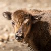 Podle chovatelů je mládě spíš klidnější povahy. Spolu se zbytkem stáda je k vidění v horní části zoo. Foto Oliver Le Que, Zoo Praha