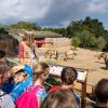 Vstup do Zoo Praha pro děti za jednu korunu udělá na sklonku letních prázdnin radost i jejich rodičům. Společně se pak mohou zúčastnit bohatého programu, např. komentovaných krmení a setkání u zvířat napříč areálem zoo. Na snímku je letos otevřený vý