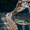 Malá žirafa těžší začátek života zvládla i díky své houževnatosti a péči matky i chovatelů. Foto Oliver Le Que, Zoo Praha