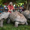I přesto, že želvy nemají zuby, ani tvrdá slupka vodního melounu pro ně není výzvou. Vrchní chovatelka plazů Nataša Velenská během výkladu meloun spravedlivě rozděluje. Foto Tereza Šolcová, Zoo Praha