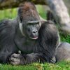 Kisumu se narodil roku 1997 v Mnichově a v sedmi letech byl přesunut do rakouského Schmidingu, kde až doposud žije v mládenecké skupině. V Zoo Praha by se měl stát otcem. Foto Zoo Schmiding